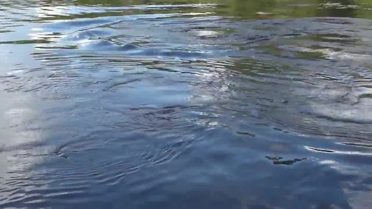 Swimming with Pink Dolphins