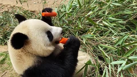 Panda eats carrot