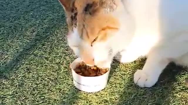 Giving feed to street cats in Korea.
