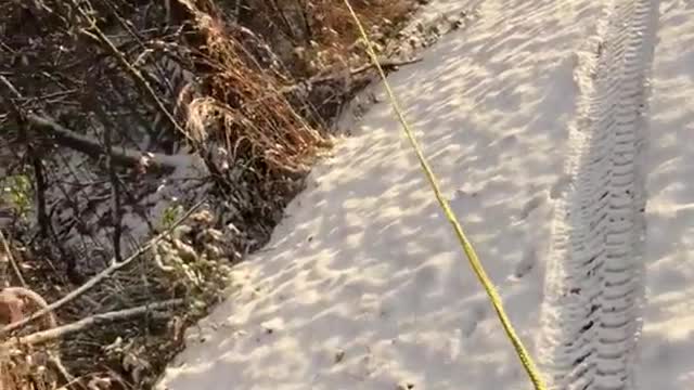 Sled girl being pulled yellow rope on snow goes into trees