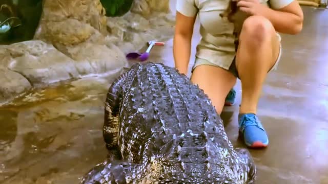 Darth gator is getting so big😱 He is getting so big and handsome 🐊