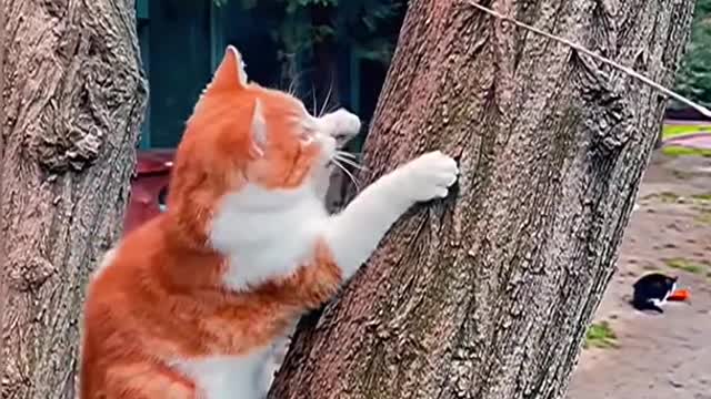 rib cracking cat video