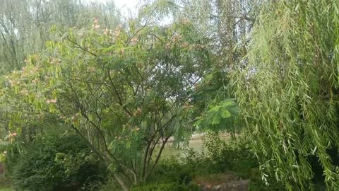 The flowers of this tree are all hairy