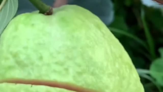 😍🍇🥭Farm Fresh Ninja Fruit Cutting (Desi Satisfying Fruit Ninja) 🍇🥭Fruit Ideas | Amazing Fruits 😍🍇