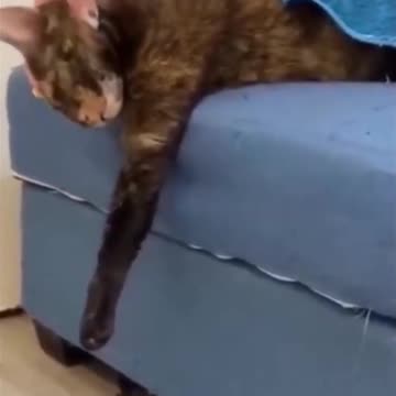 Funny Animal's World Funny Cats Video 😀 Compilation 😀 😹 Part 10#shorts #cats