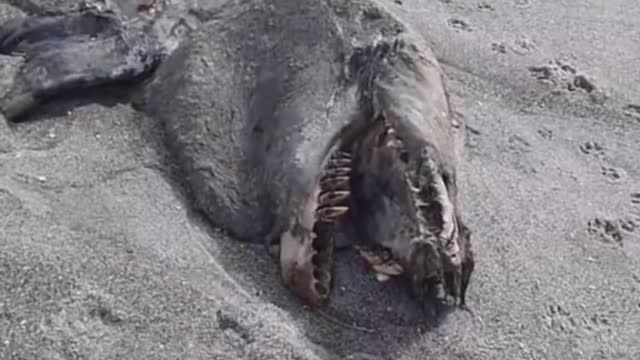 CREEPY Creatures That Have Been Washed Up On Beaches