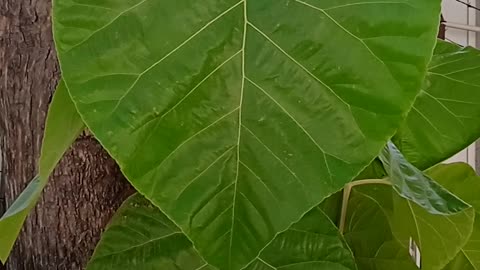 Guess the of this Biggest leaf