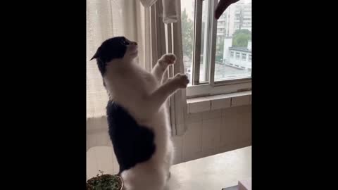 Funniest animals || Best of 2021