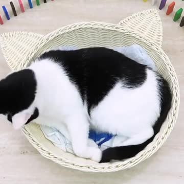 Cats_and_Domino. short. #short. #funnycat