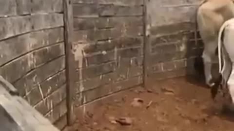 cow videos || cow videos funny funny memes 2021