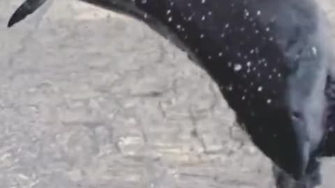 Wild Shark Video