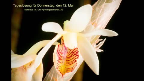 Tageslosung für Donnerstag, den 12. Mai