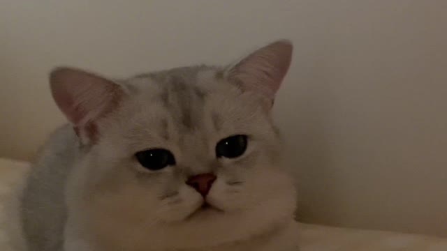 Who can say no to a dull kitten?