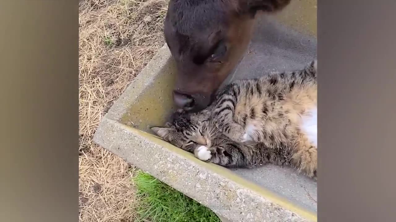 The funniest animals / Fun with cats and dogs 2023