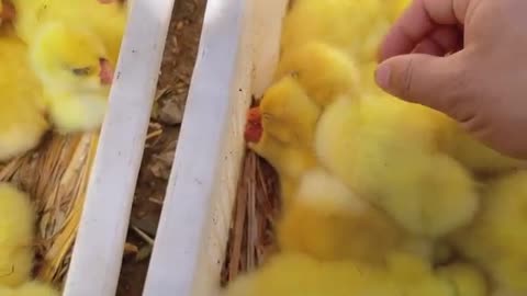 cute little yellow duck