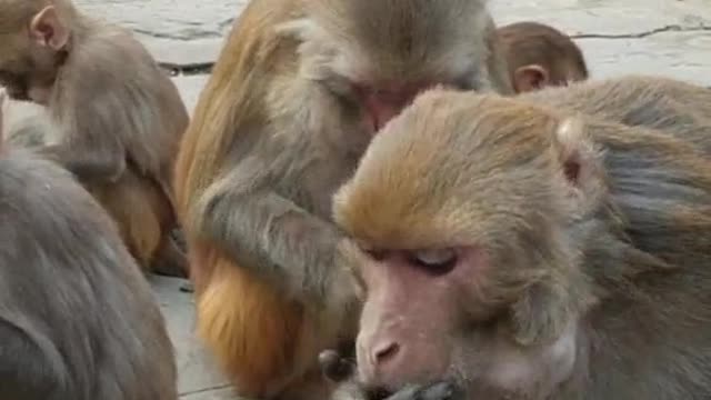 Feeding 20 pound grapes to the poor monkey