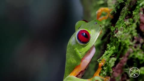 COSTA RICA IN 4K 60fps HDR ULTRA HD