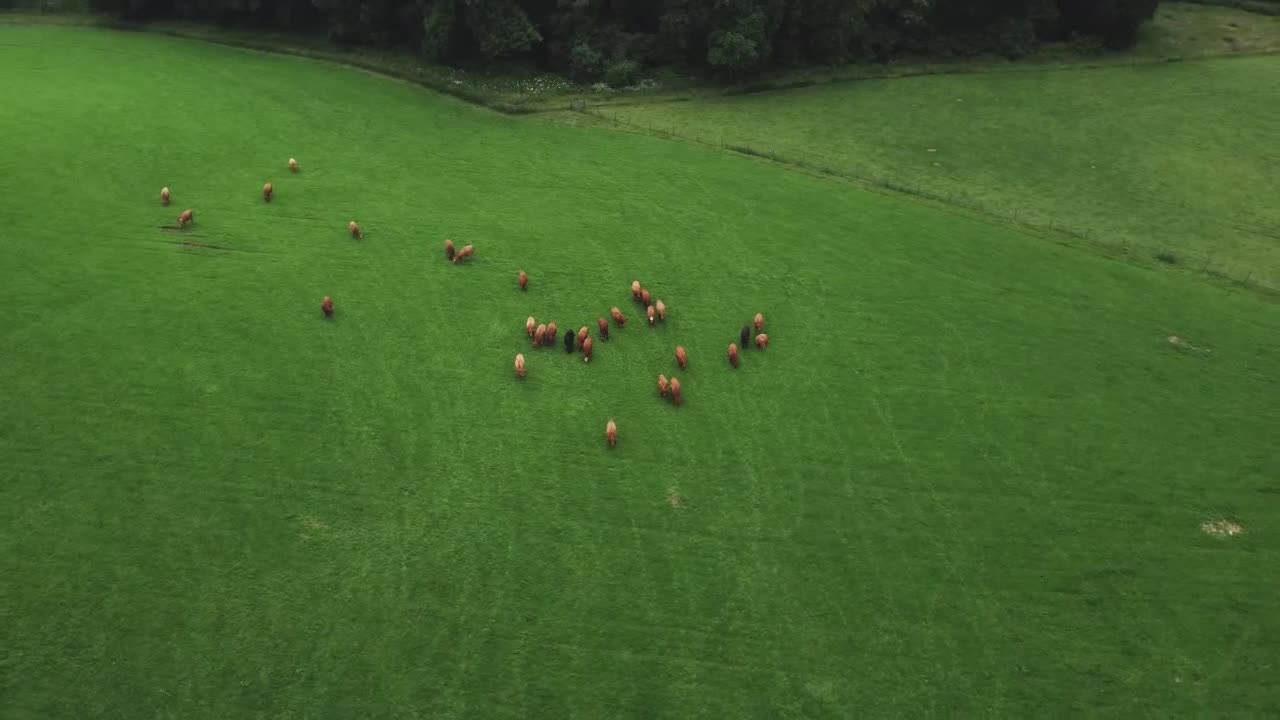 Drone Shot Orbiting Herd of Cattle