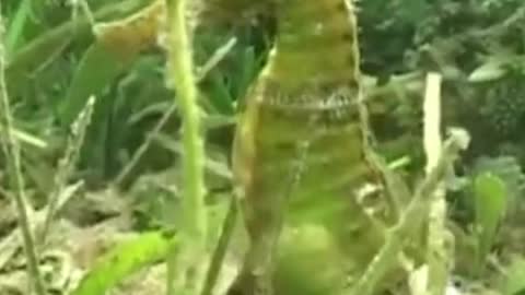 Wonder, male seahorse gives birth