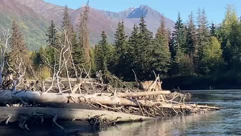 Lynx on the river