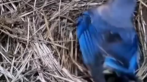 Bird video