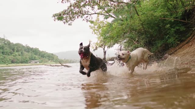 Four fan dogs facts