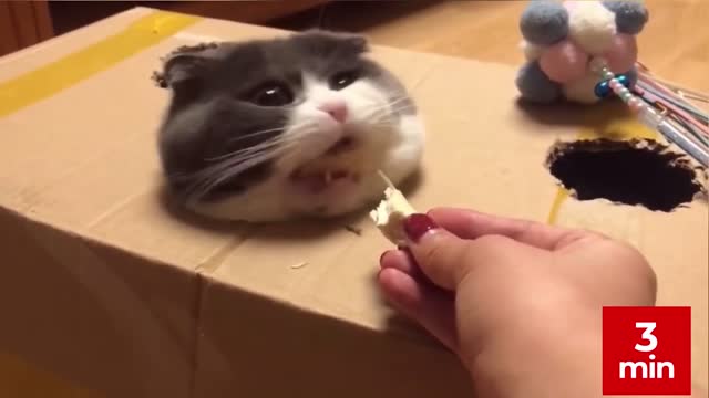 Funny cute cats