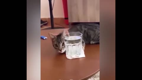 Funny cats videos ever 🐱 part 398