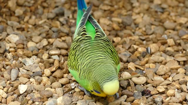 Beautiful and cute parrot in great colors