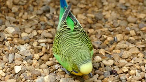 Beautiful and cute parrot in great colors