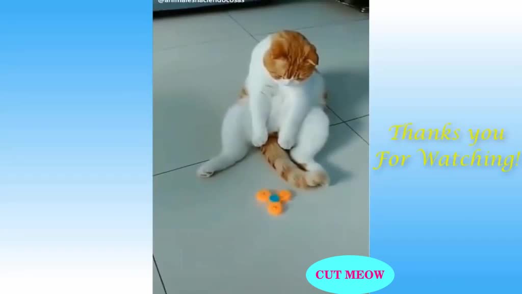 CUTE CATS AND FUNNY DOGS 20