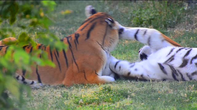 Lion playing with another Lion - Cuteness