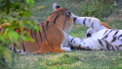 Lion playing with another Lion - Cuteness