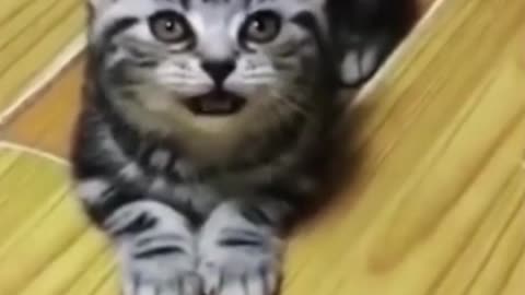 Funny cat videos on the internet😹