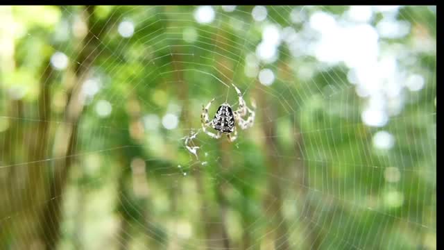 How a spider builds its own house