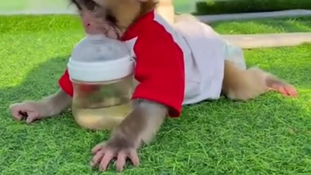 Baby monkey feeding by themselve