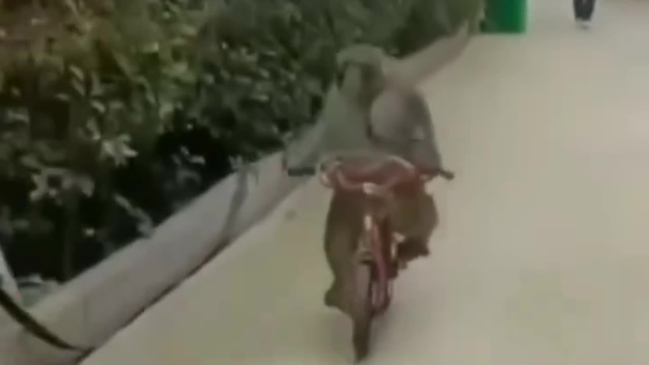 Funny Animals##