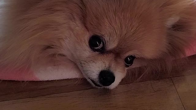 Our cute puppy woke up on the morning of February 23rd.