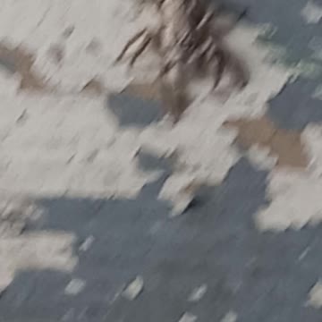 Spider jumps into crack