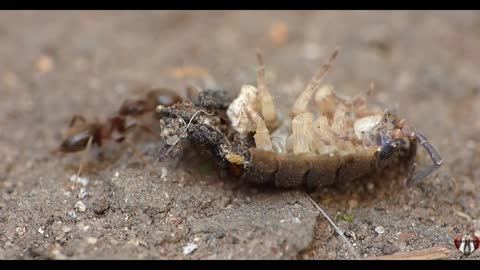 ant dragging woodlouse