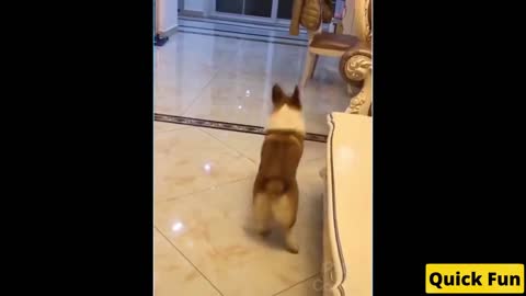 Dogs and Cats Very Funny Videos