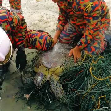 WATCH : Turtle Wrapped In A Fishing Net 😥.