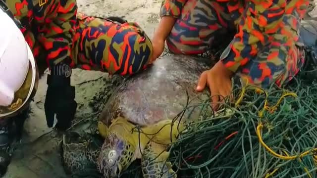 WATCH : Turtle Wrapped In A Fishing Net 😥.