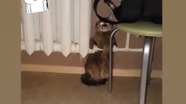 Cat getting warm by wall heater