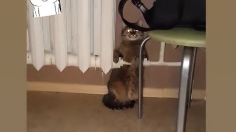 Cat getting warm by wall heater