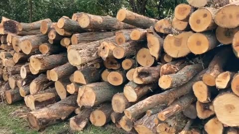 Log Pile