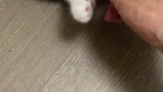 Touch the milk cat