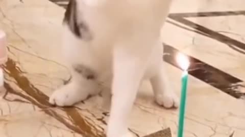 Cat Fighting with Candle 😂 | Happy Birthday Cat | Cats Funny Video