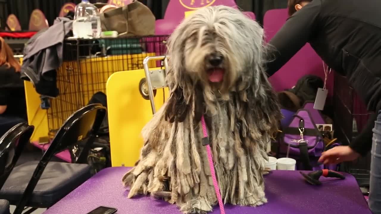 Very 'Bad' Dogs of the Westminster Dog Show, 2021