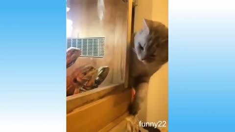 the best funny cat meme